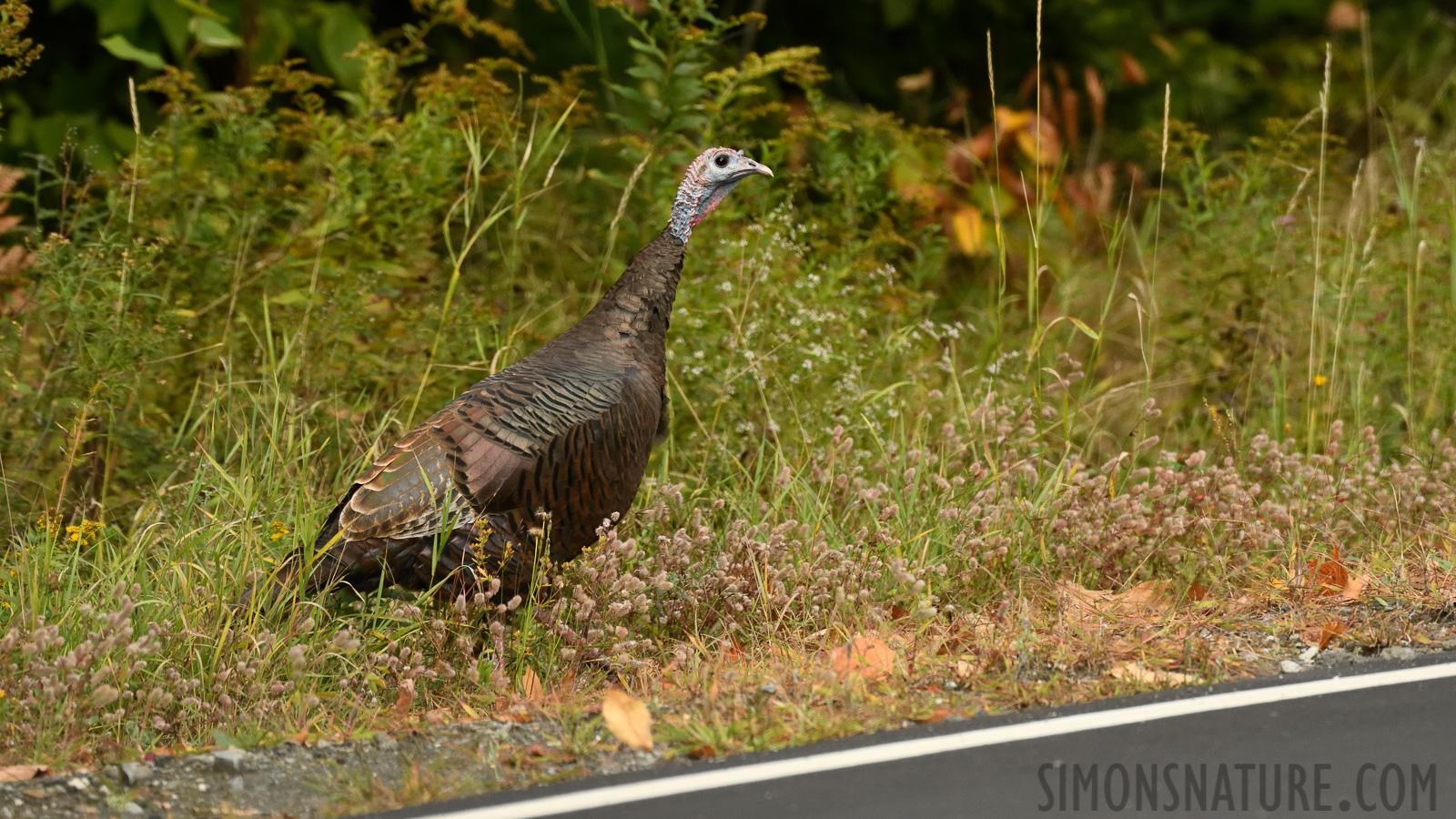 Meleagris gallopavo silvestris [400 mm, 1/320 sec at f / 7.1, ISO 1600]